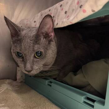 Samantha -  Domestic Short Hair Cat for Adoption in Edwardsville, Illinois - Samantha | PetCurious