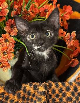 (VR) Scar Face -  Domestic Short Hair Cat for Adoption in Stillwater, Oklahoma - (VR) Scar Face | PetCurious