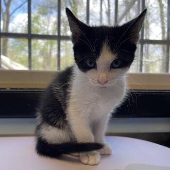 Domestic Short Hair Cats Available for Adoption in Walden, New York - Dionne | PetCurious