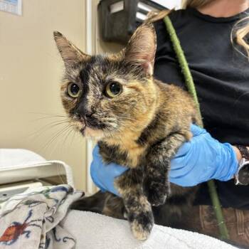 Starlet -  Domestic Short Hair Cat for Adoption in Troutdale, Oregon - Starlet | PetCurious