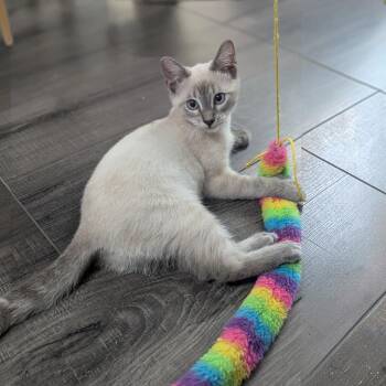 Capella -  Domestic Short Hair Cat for Adoption in Fort Worth, Texas - Capella | PetCurious
