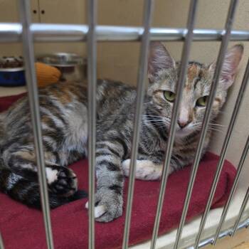 Joely -  Tabby and Tortoiseshell Cat for Adoption in Clarksville, Virginia - Joely | PetCurious