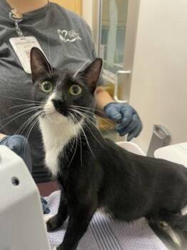 Yin -  Domestic Short Hair Cat for Adoption in Sacramento, California - Yin | PetCurious