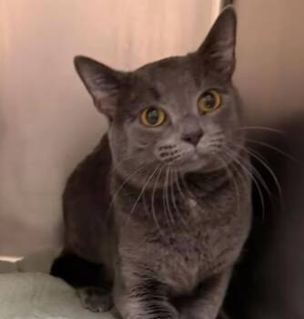 Domestic Short Hair Cats Available for Adoption - Seymour | PetCurious