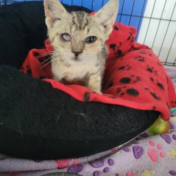 Scarlett -  Domestic Short Hair Cat for Adoption in Clarksdale, Mississippi - Scarlett | PetCurious