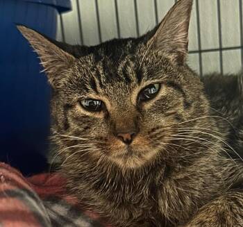 Scarlet (Scarf) -  Domestic Short Hair Cat for Adoption in Saginaw, Michigan - Scarlet (Scarf) | PetCurious