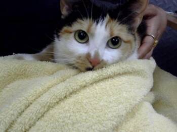 Domestic Short Hair Cats Available for Adoption in Pasadena, Texas - A184747 | PetCurious