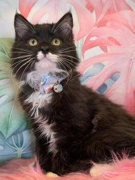 Domestic Medium Hair Cats Available for Adoption - Lox | PetCurious