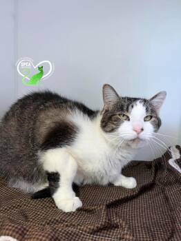 Domestic Short Hair Cats Available for Adoption in Delson, Quebec - Gaston | PetCurious
