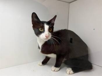 COSMO -  Domestic Short Hair Cat Available for Adoption in Winter Haven, Florida - COSMO | PetCurious