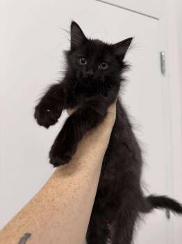 Rescue Domestic Long Hair Cats for Adoption in Winnipeg, Manitoba - Eclipse | PetCurious