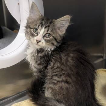 Juniper -  Domestic Medium Hair Cat for Adoption in Prairie Du Chien, Wisconsin - Juniper | PetCurious