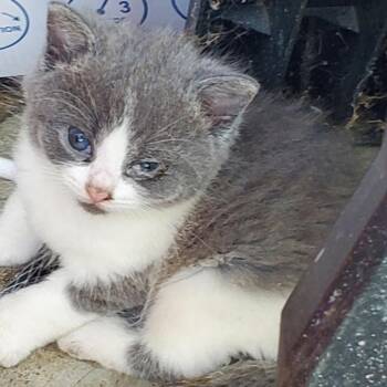 Chunk -  Domestic Long Hair Cat for Adoption in Mocksville, North Carolina - Chunk | PetCurious