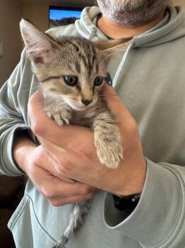 Frenchy -  Tabby and Domestic Short Hair Cat for Adoption in Tehachapi, California - Frenchy | PetCurious