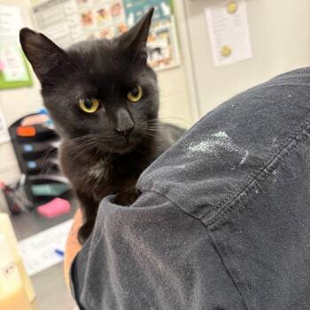 Meowgic Mike -  Domestic Short Hair Cat for Adoption in Columbiana, Alabama - Meowgic Mike | PetCurious