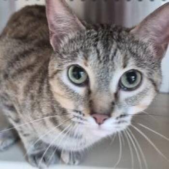 Nicolette -  Domestic Short Hair Cat for Adoption in Norman, Oklahoma - Nicolette | PetCurious