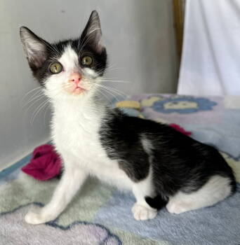 Rescue Domestic Short Hair Cats for Adoption in Margate, Florida - MUSICALIA | PetCurious