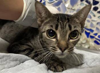 Domestic Short Hair Cats Available for Adoption in Pensacola, Florida - ROWENA | PetCurious