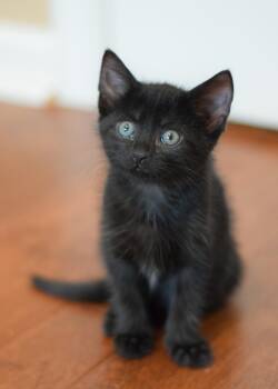 Kirby -  Domestic Short Hair Cat for Adoption in Mount Pleasant, South Carolina - Kirby | PetCurious