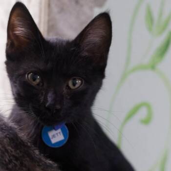 Jett -  Domestic Medium Hair Cat for Adoption in Hot Springs, Arkansas - Jett | PetCurious