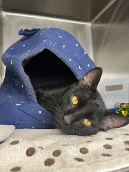 Gargoyle -  Domestic Short Hair Cat for Adoption in Washington, Utah - Gargoyle | PetCurious