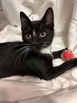 Georgia -  Domestic Short Hair Cat for Adoption in Mishawaka, Indiana - Georgia | PetCurious