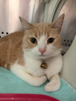 Sqeakers -  Domestic Short Hair Cat for Adoption in Morgantown, Kentucky - Sqeakers | PetCurious