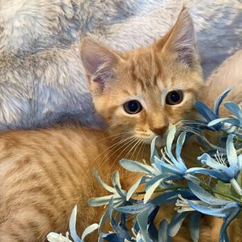 Tangerine Westie 56329 -  Domestic Long Hair Cat for Adoption in Eaton Rapids, Michigan - Tangerine Westie 56329 | PetCurious