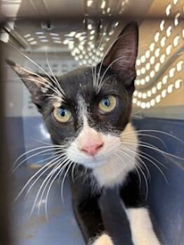 Rescue Domestic Short Hair Cats for Adoption in Honolulu, Hawaii - Jack Skellington | PetCurious