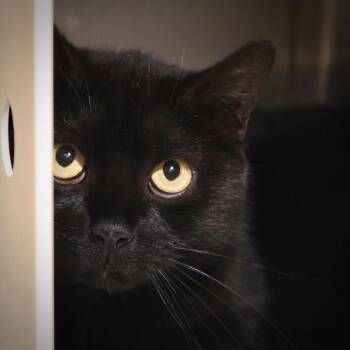 Rescue Domestic Short Hair Cats for Adoption in Briarcliff Manor, New York - Jingle | PetCurious