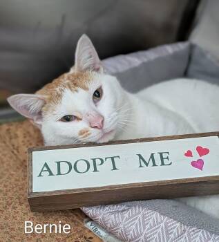 Bernie -  Domestic Short Hair Cat for Adoption in Flint, Michigan - Bernie | PetCurious