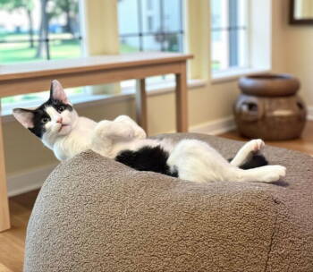 Rescue Domestic Short Hair Cats for Adoption in Knoxville, Tennessee - Mozzarella | PetCurious