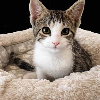 Millie -  Domestic Short Hair Cat for Adoption in Bel Air, Maryland - Millie | PetCurious