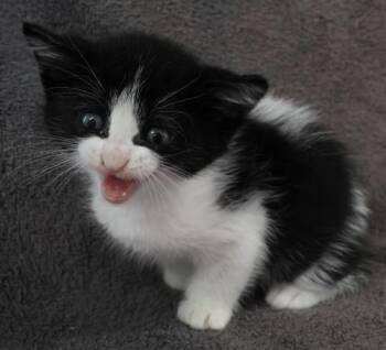 Domestic Short Hair Cats Available for Adoption in Thief River Falls, Minnesota - Polly | PetCurious