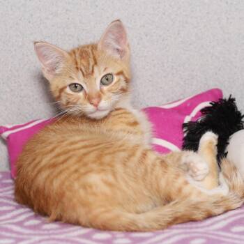 The Neds -  Domestic Short Hair Cat for Adoption in Evansville, Indiana - The Neds | PetCurious
