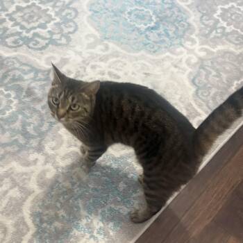 Pringles -  Tabby Cat for Adoption in Oriental, North Carolina - Pringles | PetCurious