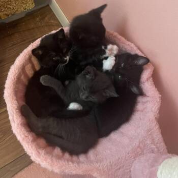 Peep -  Domestic Short Hair Cat for Adoption in Plover, Wisconsin - Peep | PetCurious