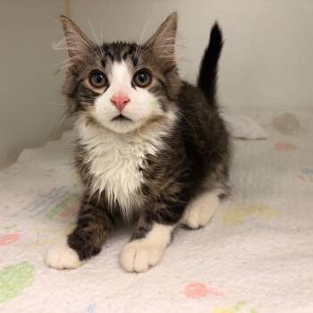 Mischief -  Domestic Medium Hair Cat for Adoption in Clavet, Saskatchewan - Mischief | PetCurious