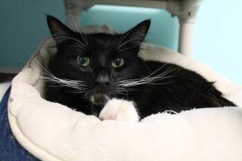 Asher -  Domestic Medium Hair Cat Available for Adoption in Mccall, Idaho - Asher | PetCurious