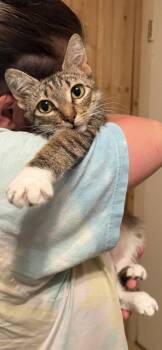 Sweetie 9395 -  Domestic Short Hair Cat for Adoption in Locust Grove, Virginia - Sweetie 9395 | PetCurious