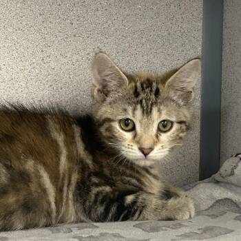 Domestic Short Hair Cats Available for Adoption in Evansville, Indiana - Pelican | PetCurious