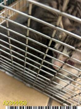 RYDER -  Domestic Short Hair Cat for Adoption in West Palm Beach, Florida - RYDER | PetCurious