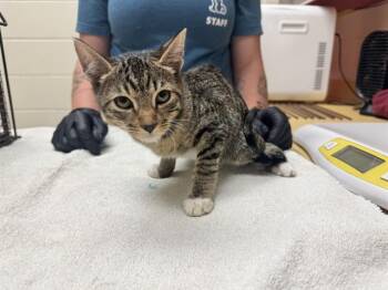 MAYHEM -  Domestic Short Hair Cat for Adoption in Colorado Springs, Colorado - MAYHEM | PetCurious