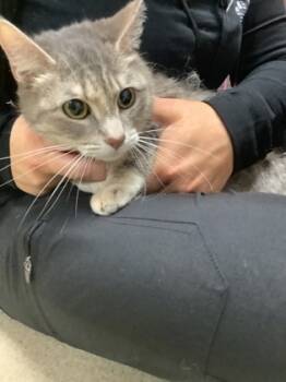 Rescue Domestic Medium Hair and Domestic Short Hair Cats for Adoption in Fort Worth, Texas - Zara | PetCurious