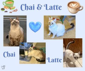 Siamese Cats Available for Adoption in Trophy Club, Texas - Chai & Latte (bonded Siblings) | PetCurious