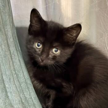 Benson -  Domestic Short Hair Cat for Adoption in Palm Springs, California - Benson | PetCurious