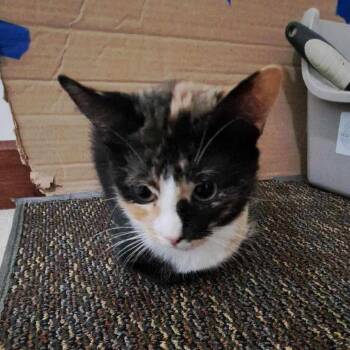 Aubrey -  Domestic Short Hair Cat for Adoption in Medina, Ohio - Aubrey | PetCurious