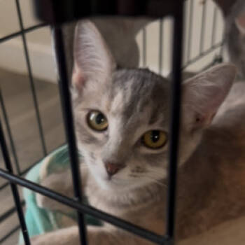 Rescue Domestic Short Hair Cats for Adoption in Warrensburg, Missouri - Felicia | PetCurious