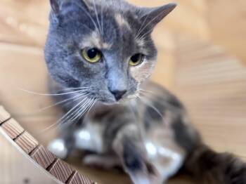 American Shorthair Cats Available for Adoption in St. Augustine, Florida - Miracle | PetCurious