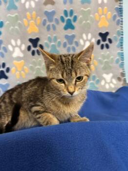 Domestic Short Hair Cats Available for Adoption - Dandy | PetCurious